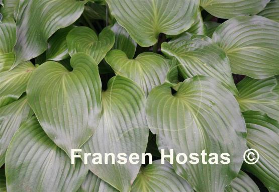 Hosta longipes var. latifolia